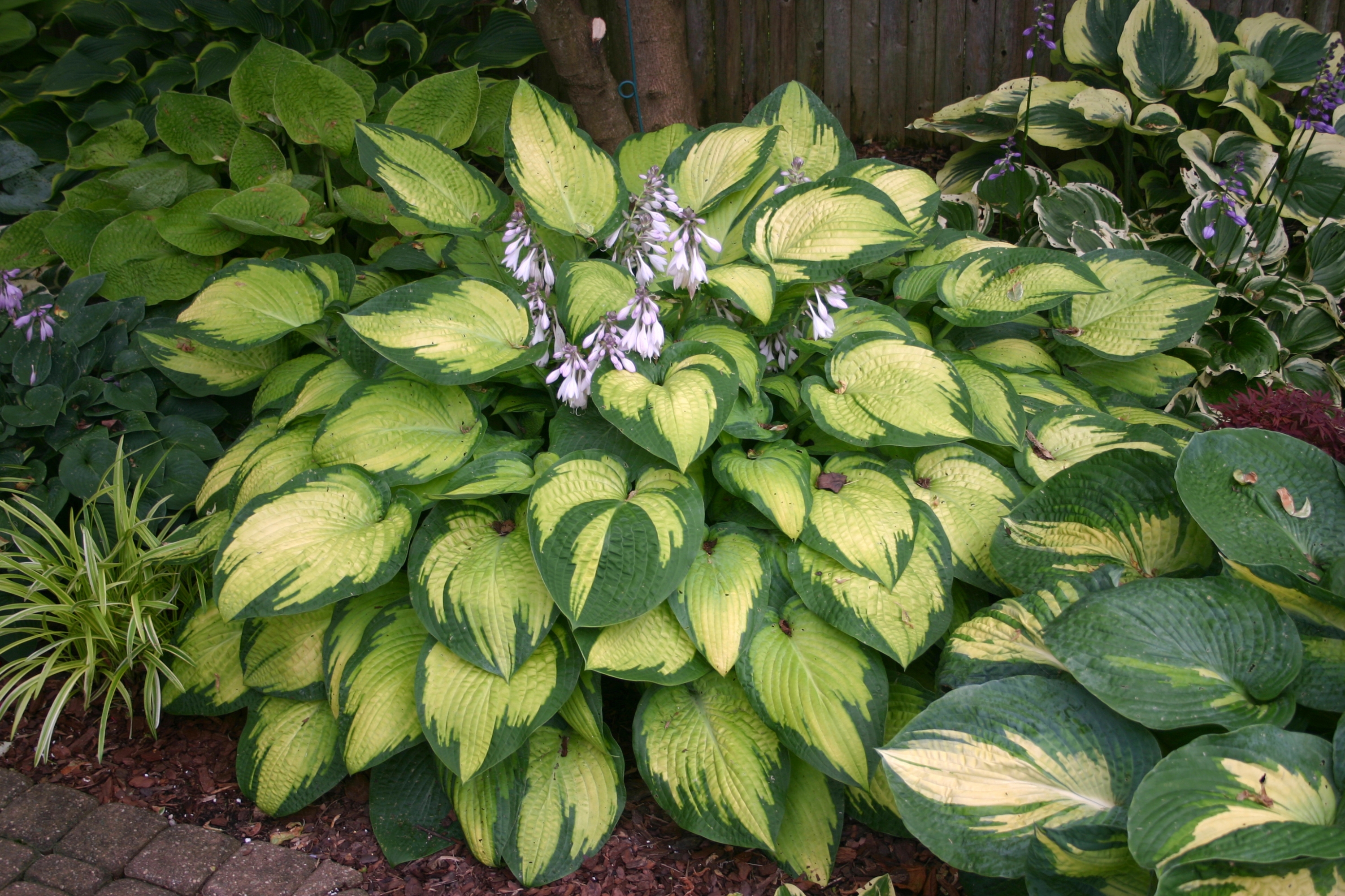 Hosta 'Paul's Glory'